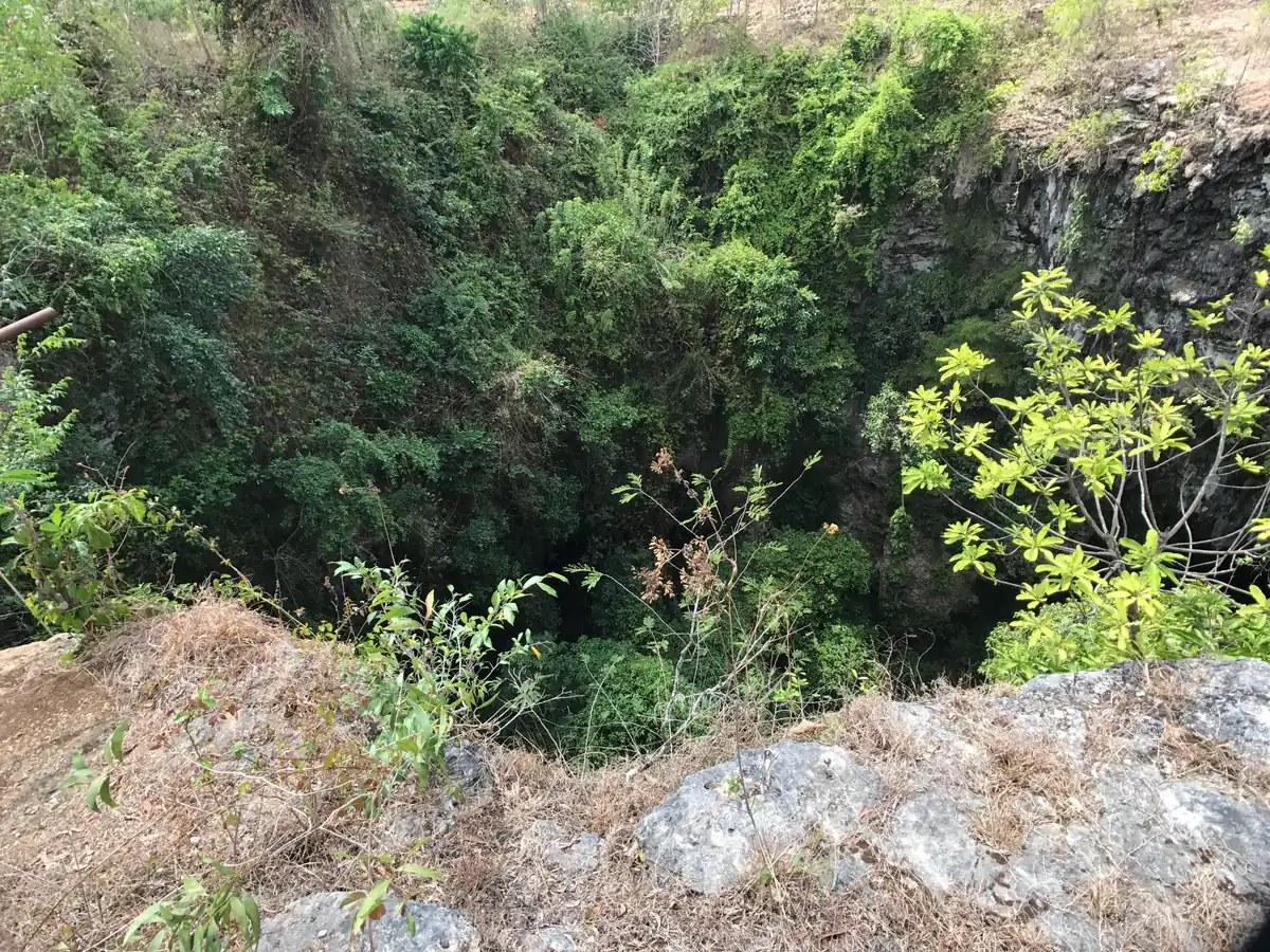 木々に覆われた、縦穴の入り口